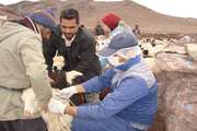 واکسیناسیون تب برفکی دام های روستایی در شهرستان گناباد